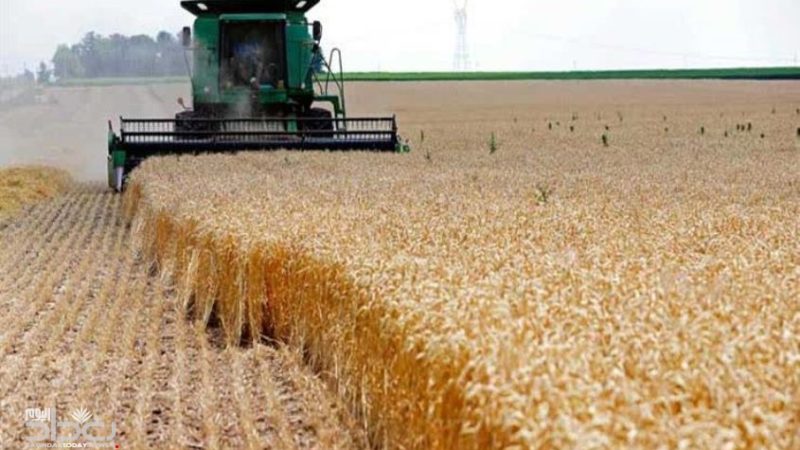 جامعة الأنبار تجري تجربة ناجحة لزراعة الحنطة باستخدام التربة الجبسية