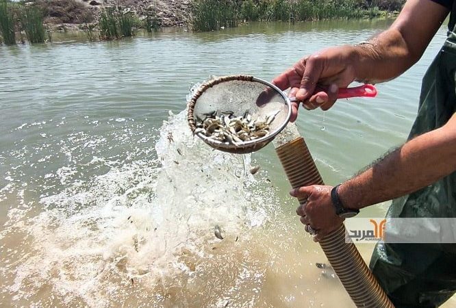 في اهوار الجبايش