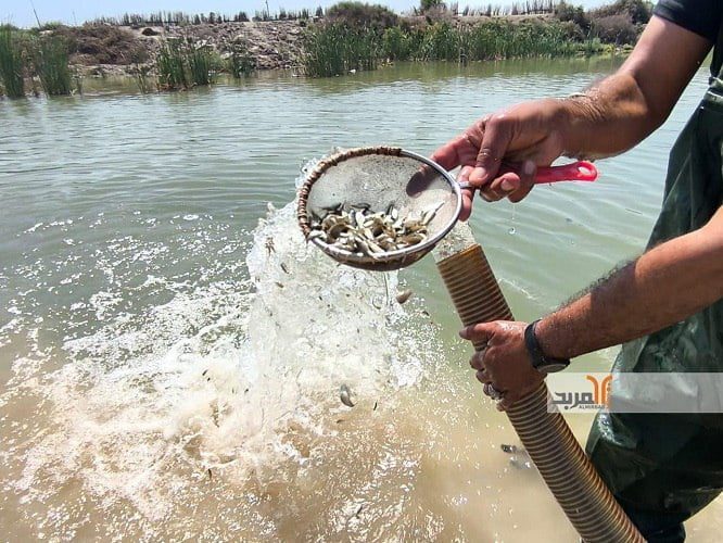 في اهوار الجبايش