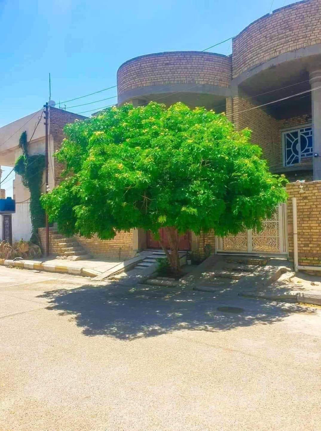 شجرة الألبيزيا: شجرة الجمال والفائدة
