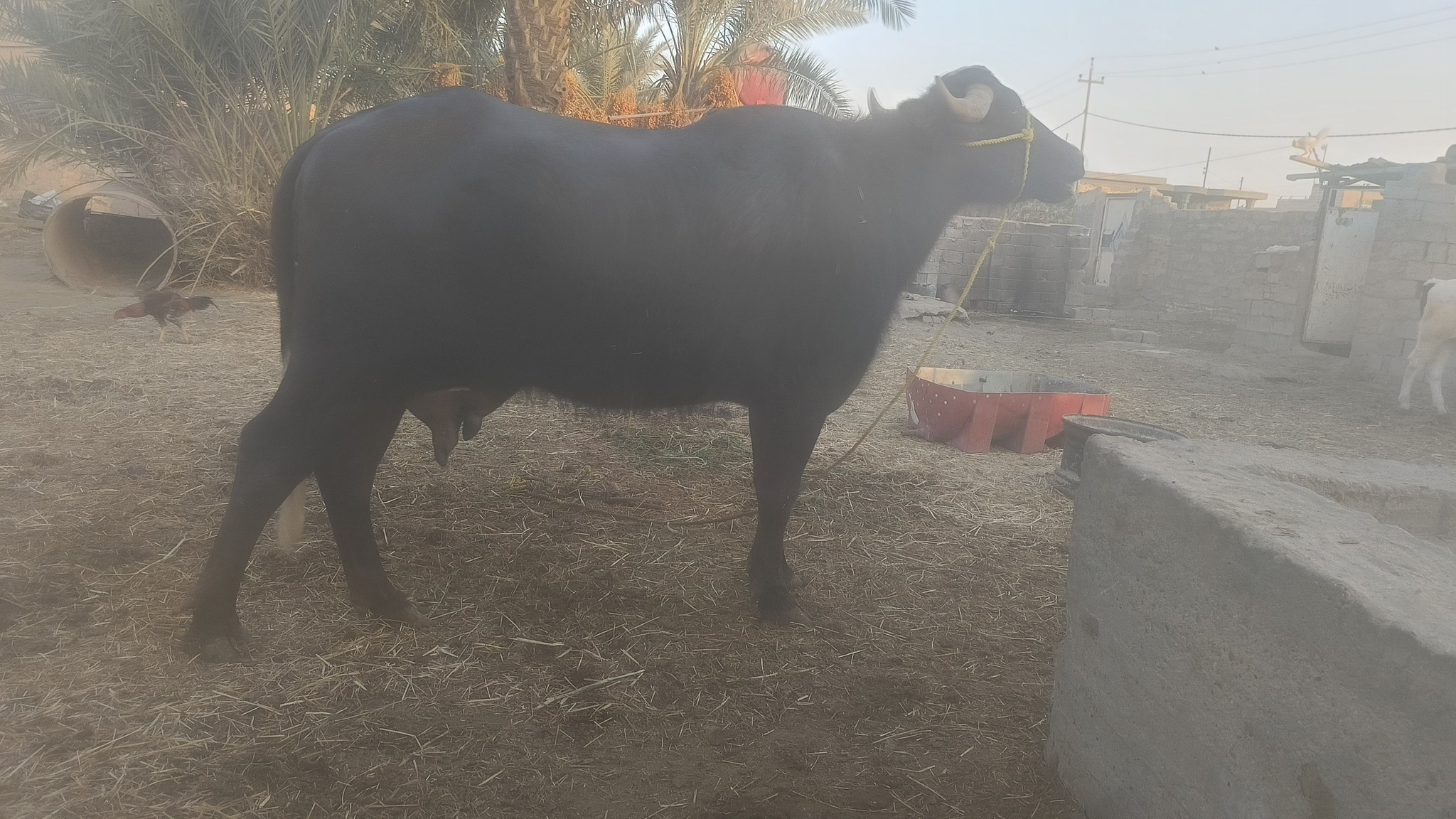 جفاف الأنهار يرسم ملامح المعاناة على وجه الريف العراقي